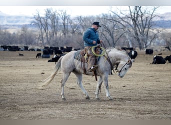 American Quarter Horse, Ruin, 6 Jaar, Schimmel