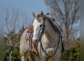 American Quarter Horse, Ruin, 6 Jaar, Schimmel