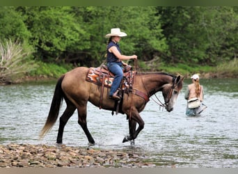 American Quarter Horse, Ruin, 6 Jaar, Schimmel