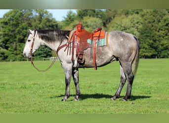 American Quarter Horse, Ruin, 6 Jaar, Schimmel