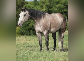 American Quarter Horse, Ruin, 6 Jaar, Schimmel