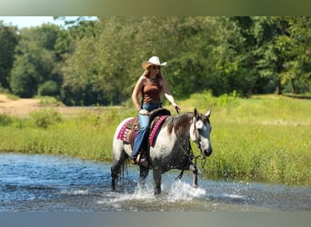 American Quarter Horse, Ruin, 6 Jaar, Schimmel