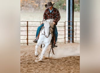 American Quarter Horse, Ruin, 6 Jaar, Schimmel