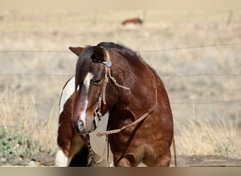 American Quarter Horse, Ruin, 7 Jaar, 107 cm, Tobiano-alle-kleuren