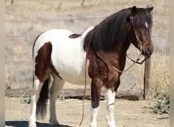 American Quarter Horse, Ruin, 7 Jaar, 107 cm, Tobiano-alle-kleuren