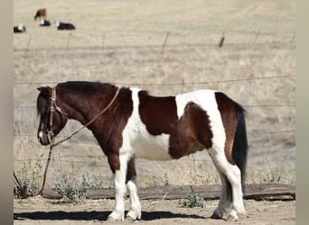 American Quarter Horse, Ruin, 7 Jaar, 107 cm, Tobiano-alle-kleuren