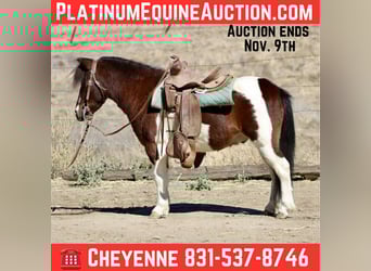American Quarter Horse, Ruin, 7 Jaar, 107 cm, Tobiano-alle-kleuren