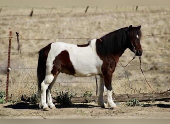 American Quarter Horse, Ruin, 7 Jaar, 107 cm, Tobiano-alle-kleuren