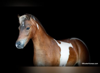 American Quarter Horse, Ruin, 7 Jaar, 109 cm, Tobiano-alle-kleuren