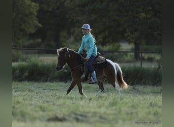 American Quarter Horse, Ruin, 7 Jaar, 109 cm, Tobiano-alle-kleuren