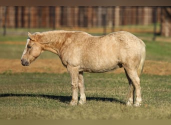 American Quarter Horse, Ruin, 7 Jaar, 127 cm, Palomino