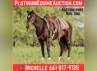American Quarter Horse, Ruin, 7 Jaar, 132 cm, Roodbruin
