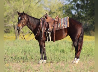 American Quarter Horse, Ruin, 7 Jaar, 132 cm, Roodbruin