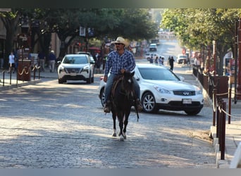 American Quarter Horse, Ruin, 7 Jaar, 132 cm, Roodbruin