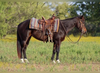 American Quarter Horse, Ruin, 7 Jaar, 132 cm, Roodbruin