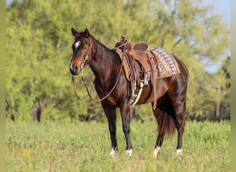 American Quarter Horse, Ruin, 7 Jaar, 132 cm, Roodbruin