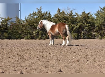 American Quarter Horse, Ruin, 7 Jaar, 137 cm, Donkere-vos