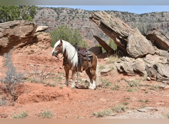 American Quarter Horse, Ruin, 7 Jaar, 137 cm, Donkere-vos