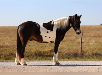 American Quarter Horse, Ruin, 7 Jaar, 140 cm, Gevlekt-paard