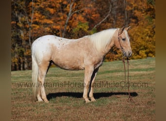 American Quarter Horse, Ruin, 7 Jaar, 140 cm, Palomino