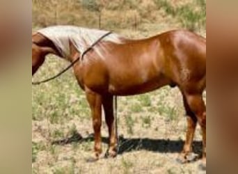 American Quarter Horse, Ruin, 7 Jaar, 140 cm, Palomino