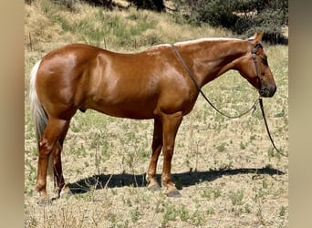 American Quarter Horse, Ruin, 7 Jaar, 140 cm, Palomino