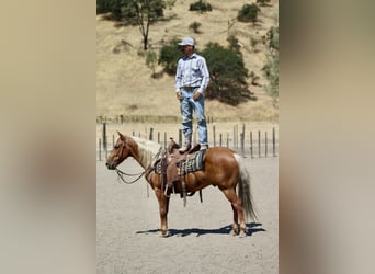 American Quarter Horse, Ruin, 7 Jaar, 140 cm, Palomino