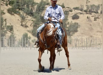 American Quarter Horse, Ruin, 7 Jaar, 140 cm, Palomino