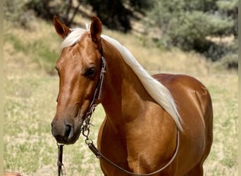 American Quarter Horse, Ruin, 7 Jaar, 140 cm, Palomino