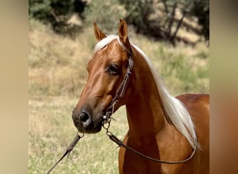 American Quarter Horse, Ruin, 7 Jaar, 140 cm, Palomino