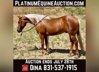 American Quarter Horse, Ruin, 7 Jaar, 140 cm, Palomino