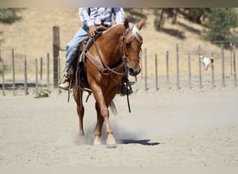 American Quarter Horse, Ruin, 7 Jaar, 140 cm, Palomino