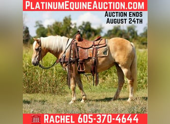 American Quarter Horse, Ruin, 7 Jaar, 140 cm, Palomino