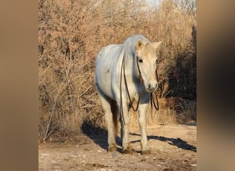 American Quarter Horse, Ruin, 7 Jaar, 140 cm, Wit