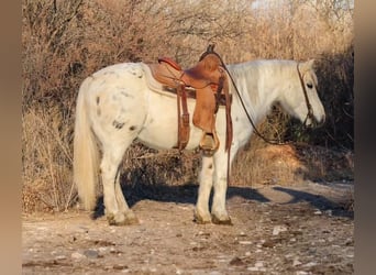 American Quarter Horse, Ruin, 7 Jaar, 140 cm, Wit