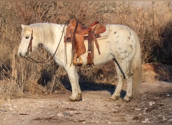 American Quarter Horse, Ruin, 7 Jaar, 140 cm, Wit