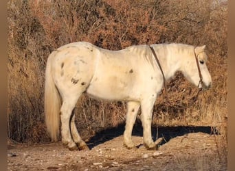 American Quarter Horse, Ruin, 7 Jaar, 140 cm, Wit