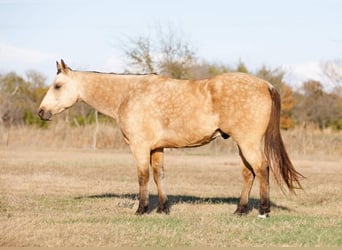 American Quarter Horse, Ruin, 7 Jaar, 142 cm, Buckskin