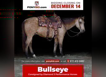 American Quarter Horse, Ruin, 7 Jaar, 142 cm, Buckskin