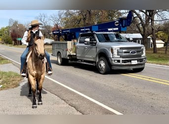 American Quarter Horse, Ruin, 7 Jaar, 142 cm, Buckskin