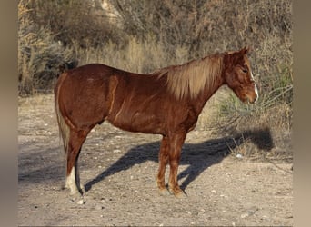 American Quarter Horse, Ruin, 7 Jaar, 142 cm, Donkere-vos