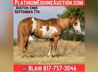 American Quarter Horse, Ruin, 7 Jaar, 142 cm, Overo-alle-kleuren
