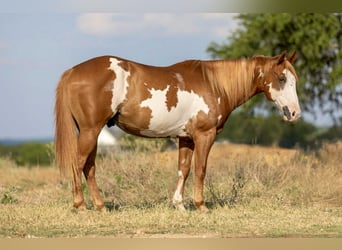 American Quarter Horse, Ruin, 7 Jaar, 142 cm, Overo-alle-kleuren