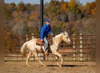 American Quarter Horse, Ruin, 7 Jaar, 142 cm, Palomino