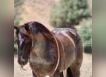 American Quarter Horse, Ruin, 7 Jaar, 142 cm, Roan-Blue