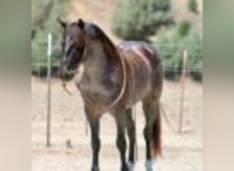 American Quarter Horse, Ruin, 7 Jaar, 142 cm, Roan-Blue