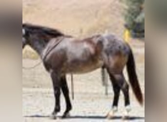 American Quarter Horse, Ruin, 7 Jaar, 142 cm, Roan-Blue