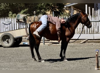 American Quarter Horse, Ruin, 7 Jaar, 142 cm, Roodbruin