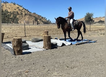 American Quarter Horse, Ruin, 7 Jaar, 142 cm, Roodbruin