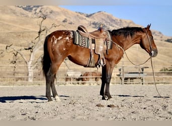 American Quarter Horse, Ruin, 7 Jaar, 142 cm, Roodbruin